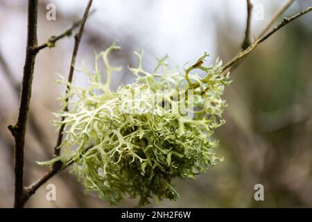 Letharia vulpina, una specie di fungo di lichen frutticoso della famiglia Parmeliaceae, comunemente nota come lichen di lupo. Tipi corticolosi di licheni liv Foto Stock