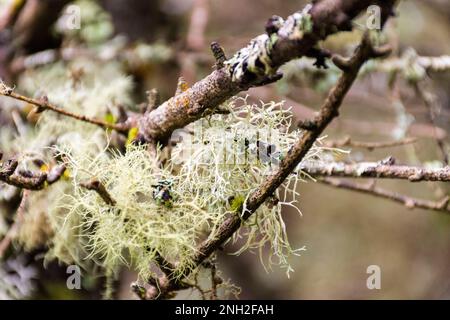 Letharia vulpina, una specie di fungo di lichen frutticoso della famiglia Parmeliaceae, comunemente nota come lichen di lupo. Tipi corticolosi di licheni liv Foto Stock