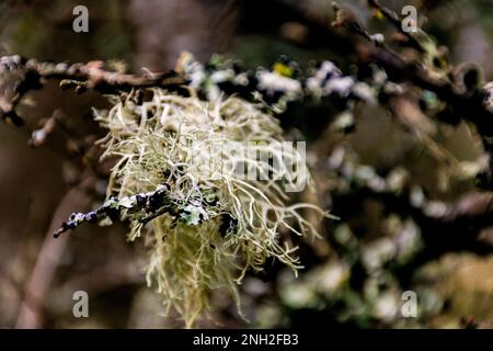 Letharia vulpina, una specie di fungo di lichen frutticoso della famiglia Parmeliaceae, comunemente nota come lichen di lupo. Tipi corticolosi di licheni liv Foto Stock