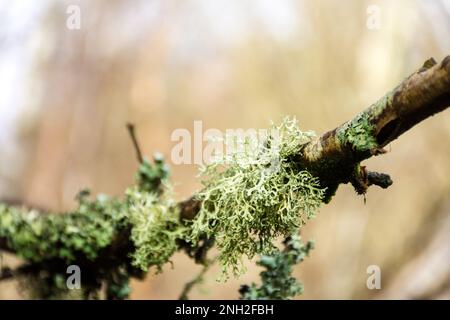 Letharia vulpina, una specie di fungo di lichen frutticoso della famiglia Parmeliaceae, comunemente nota come lichen di lupo. Tipi corticolosi di licheni liv Foto Stock