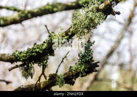 Letharia vulpina, una specie di fungo di lichen frutticoso della famiglia Parmeliaceae, comunemente nota come lichen di lupo. Tipi corticolosi di licheni liv Foto Stock