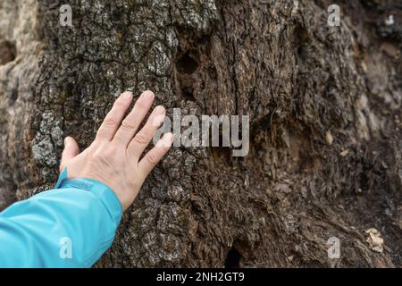 mano di donna in mantello blu carezzando un albero secco Foto Stock