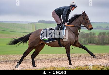 Seven Barrows, Upper Lambourn, UK, 20th febbraio 2023. Unibet Champion Hurdle Favorite Constitution Hill e il suo pilota di lavoro potenziano le galoppie nel campo di allenamento Seven Barrows di Nicky Henderson, in preparazione alla grande gara del primo giorno del Cheltenham Festival 2023. Credit: JTW Equine Images/Alamy Live News Foto Stock