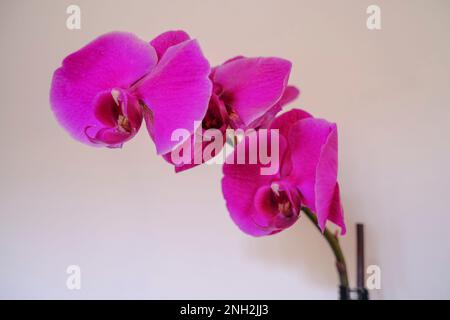 Diramazione con fiori orchidee viola primo piano attraverso la parete bianca. Sfondo floreale. disegno di cartolina. Macro Foto Stock