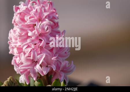 Vista ravvicinata del fiore di giacinto rosa in fiore. Foto Stock