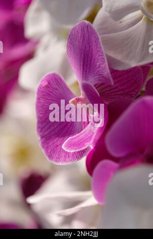 Vivace orchidea rosa vista da un lato circondato da orchidee bianche e rosa in vista ravvicinata. Foto Stock