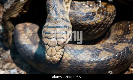 Un grosso pitone reticolato si avvolse in un nodo e attende una vittima. Un bel motivo sulla pelle brilla con un arcobaleno. Foto Stock