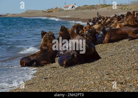 Leone di mare femmina, Penisola Valdes, Patrimonio dell'Umanità dell'UNESCO, Provincia di Chubut, Patagonia Argentina. Foto Stock