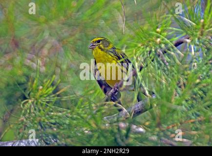 Serin europeo (Serinus serinus) maschio adulto arroccato in pino, con Ria Formosa NP, Algarve, Portogallo Aprile Foto Stock