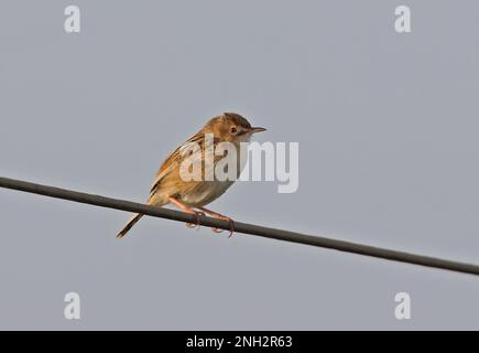 Zitting cisticola (cisticola junczidis cisticola) adulto arroccato su filo Ria Formosa NP, Algarve, Portogallo Aprile Foto Stock