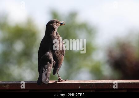 Intorno al Regno Unito - Wildlife in the Garden - Blackbird con cibo in esso è becco seduto su un recinto giardino Foto Stock