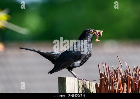 Intorno al Regno Unito - Wildlife in the Garden - Blackbird con un verme in esso è becco, seduto su un recinto del giardino. Foto Stock