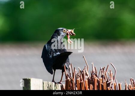 Intorno al Regno Unito - Wildlife in the Garden - Blackbird con un verme in esso è becco, seduto su un recinto del giardino. Foto Stock