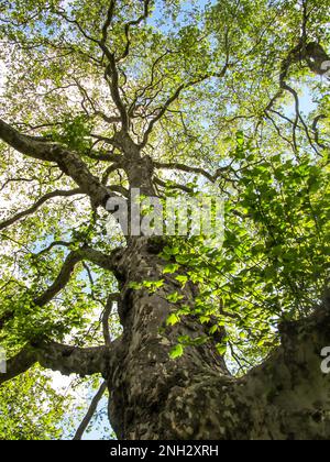 Guardando in alto nei rami di un London Plane Tree, in un piccolo parco pubblico a Londra, Regno Unito, in una giornata di sole Foto Stock