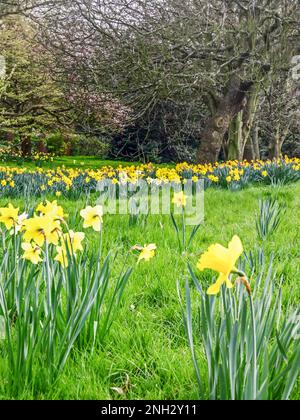 Un piccolo prato riempito di giallo brillante Daffodils, Narcissus narcissus, in piena fioritura in un parco nel sud dell'Inghilterra Foto Stock