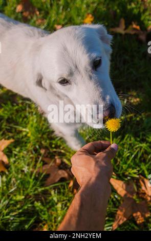 Belgrado, Serbia. Novembre 10th, 2022. Carino Golden retriever che odora un fiore giallo dalla mano del suo padrone, in un parco in una giornata di sole. Foto Stock