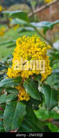 Baracca gialla di Mahonia con giardino verde su sfondo sfocato Foto Stock