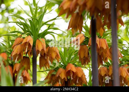 Giglio imperiale della corona arancione, nome latino Frittilaria imperialis. Foto Stock