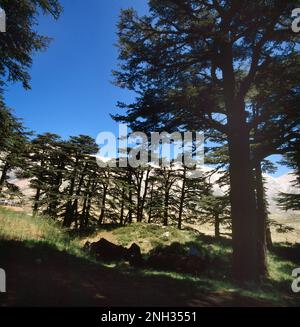 Becharee North Lebanon le Foret De Dieu i cedri di Dio (Horsh Arz el-Rab) l'ultima vestigia della foresta antica, patrimonio dell'umanità dell'UNESCO Foto Stock