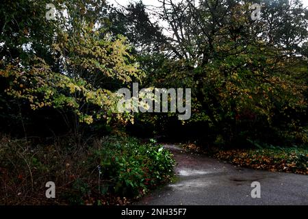 Percorso attraverso gli alberi a Wisley RHS Gardens Surrey Inghilterra Foto Stock