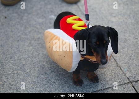 Aviles, Spagna. 19th Feb, 2023. Aviles, SPAGNA: Un cane travestito da hot-dog durante il Concorso degli Antroxaes PET il 18 febbraio 2023, ad Aviles, Spagna. (Foto di Alberto Brevers/Pacific Press) Credit: Pacific Press Media Production Corp./Alamy Live News Foto Stock