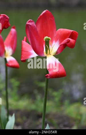 Affievolisce i tulipani rossi in primavera su uno sfondo verde sfocato Foto Stock