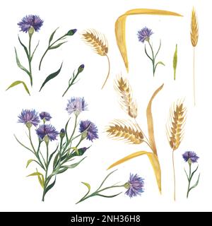 Fiori di mais e orecchie di grano, erbe selvatiche possono essere utilizzate per creare un modello su tessuto, inviti, carta da imballaggio e così via Foto Stock