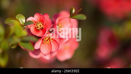 Fiore rosa giapponese mela cotogna fiori di pasqua, primavera avanti, primavera banner Foto Stock