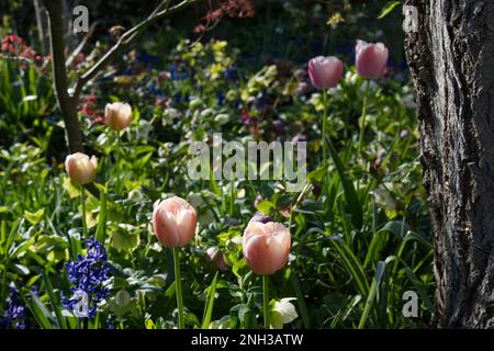 Fiori primaverili di Tulip Ollioules, helleboures, giacinti e altri fiori sotto un salice e acer albero nel giardino cottage Regno Unito marzo Foto Stock