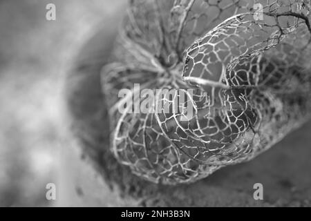 I calici scheletrici della pianta Physalis. Foto Stock