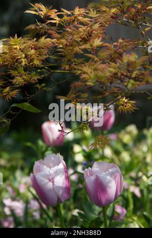 Fiori primaverili di Tulip Ollioules, sotto acer Palmatum Orange Dream nel Regno Unito giardino cottage marzo Foto Stock