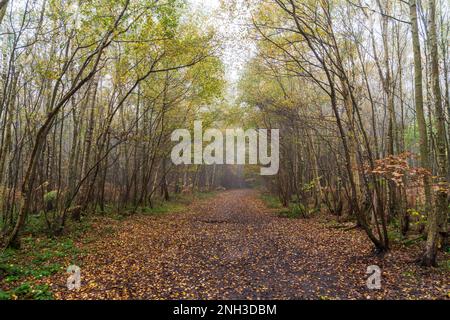 Ampia pista che conduce attraverso boschi misti a Clowes Wood, Kent, Inghilterra. Alberi di betulla che fiancheggiano il sentiero parzialmente coperto da foglie cadute. Atmosfera calda. Foto Stock