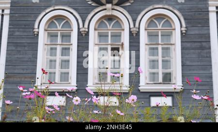 Cosmea fiori sullo sfondo delle belle finestre della casa. Foto Stock