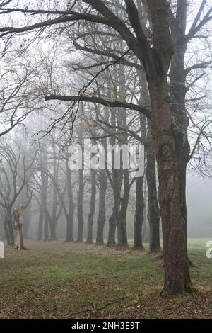 Percorso ghiaioso delimitato da pioppi in un parco in una giornata di nebbia in inverno Foto Stock