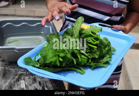 Le foglie di zucca vengono utilizzate per preparare un pasto sano in Sudafrica. L'agricoltura biologica è comune nelle case rurali in campagna Foto Stock