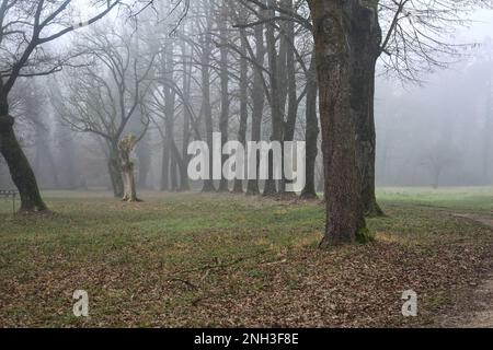 Percorso ghiaioso delimitato da pioppi in un parco in una giornata di nebbia in inverno Foto Stock