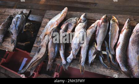Una varietà di pesci di fiume dal fiume Amur sulla tavola del pescatore. Foto Stock