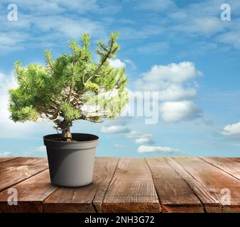 Bell'albero di bonsai in pentola su tavola di legno contro il cielo blu, spazio per il testo Foto Stock