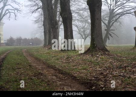 Percorso ghiaioso delimitato da pioppi in un parco in una giornata di nebbia in inverno Foto Stock