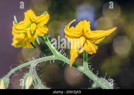 Fiori di pomodoro di prugna gialla (Solanum lycopersicum) in crescita, Sudafrica Foto Stock