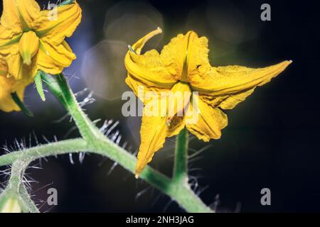 Fiori di pomodoro di prugna gialla (Solanum lycopersicum) in crescita, Sudafrica Foto Stock