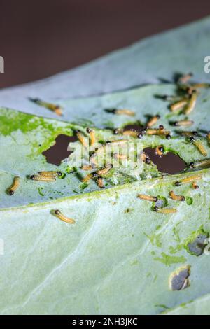 Cuccioli appena nati su una foglia verde, Città del Capo, Sud Africa Foto Stock
