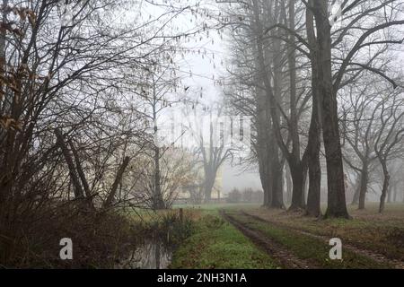 Percorso ghiaioso delimitato da pioppi in un parco in una giornata di nebbia in inverno Foto Stock