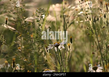 Splendidi fiori selvatici che crescono in un prato primaverile Foto Stock