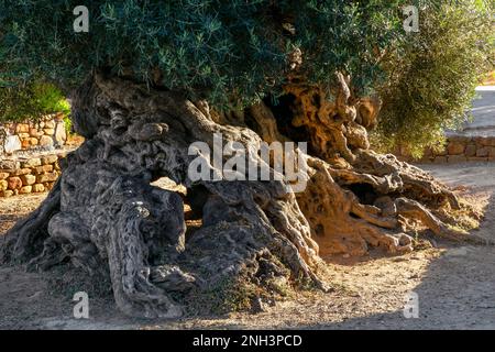 L'olivo più antico, Ano Vouves a Chania, Creta, Grecia Foto Stock