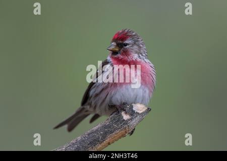 Birkenzeisig, Männchen, Prachtkleid, Birken-Zeisig, Zeisig, Taiga-Birkenzeisig, Taigabirkenzeisig, Carduelis flammea, Acanthis flammea, Carduelis flam Foto Stock