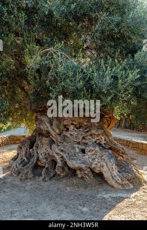 L'olivo più antico, Ano Vouves a Chania, Creta, Grecia Foto Stock