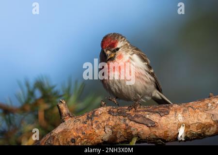 Birkenzeisig, Männchen, Prachtkleid, Birken-Zeisig, Zeisig, Taiga-Birkenzeisig, Taigabirkenzeisig, Carduelis flammea, Acanthis flammea, Carduelis flam Foto Stock