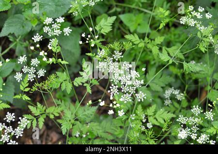 Il temulum di chaerophyllum della pianta velenosa si sviluppa nel selvaggio Foto Stock