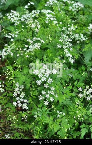 Il temulum di chaerophyllum della pianta velenosa si sviluppa nel selvaggio Foto Stock